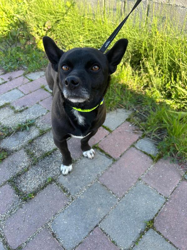 Aron, Taglia Piccola, Dolcissimo